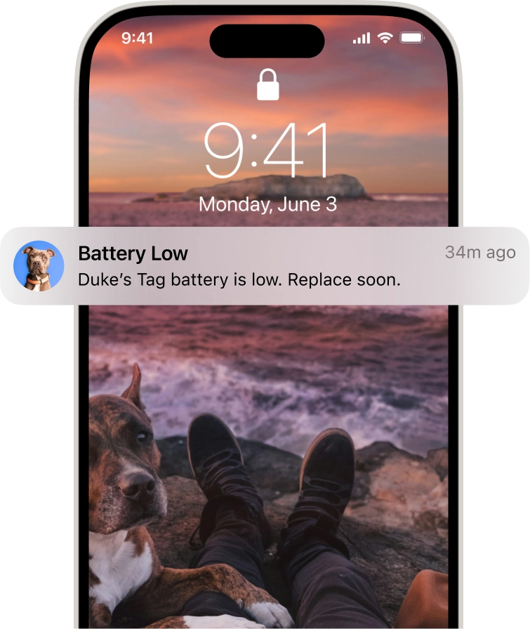 Smart Tag Notification How Pawport Smart Pet Tags Work